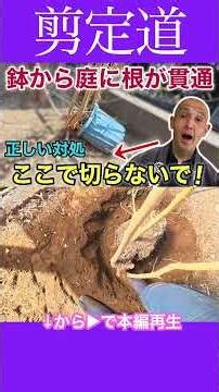 The roots have grown out of the pot and into the ground. The correct way to handle transplanting ...