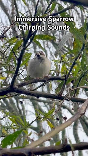 Immersive sparrow chirping sounds # Birds, # sparrows, # wildlife