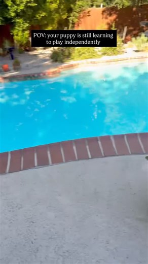 Douglas Green on Instagram: "The new puppy is not quite independent with play yet, but occasionally he gets so into a toy that he just runs around and has fun by himself. His joy makes my heart full! Do you have a dog who plays independently, or do you have to play with them for them to play? #reacuedog #puppy #puppiesofinstagram"