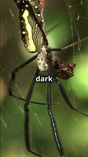 False Widow: The Spider You Should Know