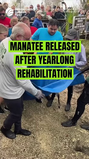 5.3K views · 180 reactions | ❤️ A manatee found with injuries from a...