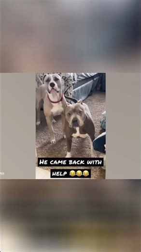 “Pit Bulls Are Actually the Funniest Dogs#dog #shorts