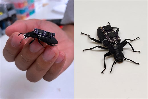 Innovative Cyborg Beetle Could Be Used for Search and Rescue Missions in the Future