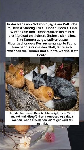 Der Fuchs, der Freund wurde 🦊 #Tiergeschichte #Natur