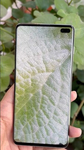 Photography with Samsung Galaxy S10 plus