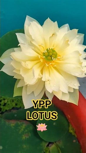 YPP💛🪷The best high📈blooming lotus🤩✨ #plantslover #garden #flowers #lotus