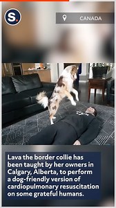 806K views · 20K reactions | That’s one smart and caring pup! | storyful | Facebook