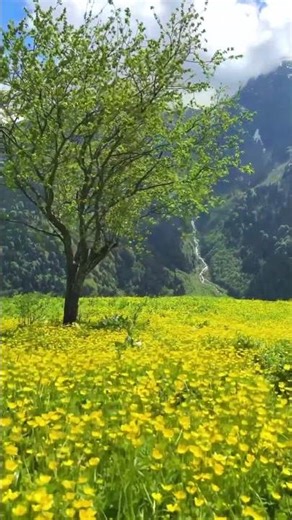 Deep Focus Music 🎧 Piano & Nature