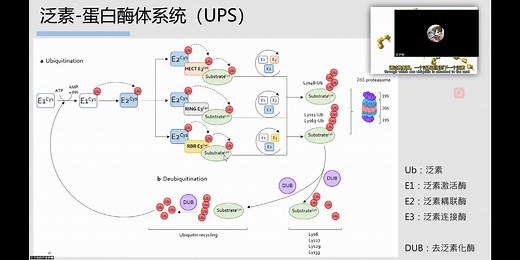 文献汇报：泛素-蛋白酶体系统在正常听力与耳聋中的作用