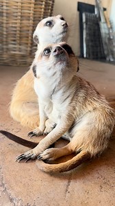 138K views · 4.3K reactions | Jerry and Minki the Meerkats are the cutest on the farm! 朗 #cuteanimals #animals #farmlife #animallover #meerkat | Ruben Namibia | Facebook