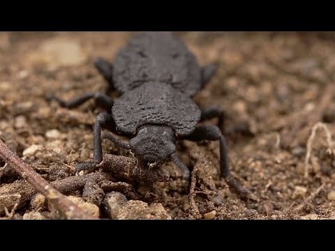 Diabolical Ironclad Beetle: Unlocking the secrets of its super-tough design