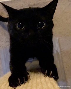 43K views · 5.2K reactions | Check out my panther moves!  Does your...