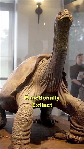 The Loneliest Animal In The World