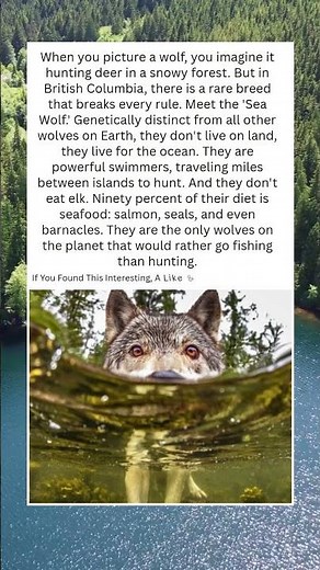 The Wolves That Swim in the Ocean 🐺🌊
