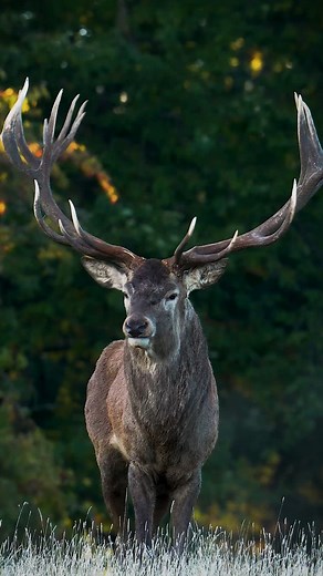 BBC Earth on Instagram: "Sound on 🔊 Red deer use a variety of vocalisations for different reasons during the mating season, or 'rut' as it is known. Mostly, they use their calls to attract females, and establish dominance over other males. #EarthCapture by @lukas.andree.photography . . . . #RedDeer #AnimalSounds"