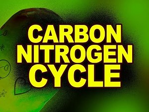 Carbon Nitrogen Cycle | Nuclear Physics Animation