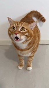 How can such a big cat meow so daintily? #orangecatlife #cat #orangecatdailylife | Dafei Ju