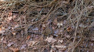 a Common vole field mouse walking in the brown branches in the forest 4K