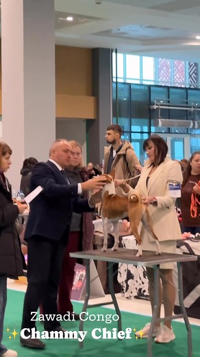 Chief attended the junior class exhibitions for the first time. Chief has shown excellent character and temperament. We are happy to continue his show career. The next step is the international CACIB show in Minsk. Huge thanks to the breeders of Chief's parents. Svetlana Prikhozhan, thank you for trusting me beautiful Asti💞 Savio Steele, thank you so much for allowing me to get puppies from handsome Porsche🧡 I never tire of thanking our beloved and best handler for training and showing. Марина