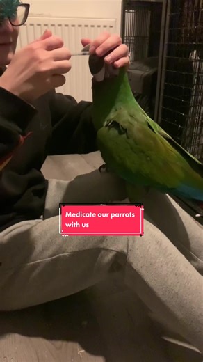 Medicate Our Parrots: A Care Routine Explained