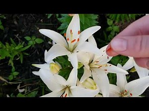 How to Cross Pollinate Lily Plants