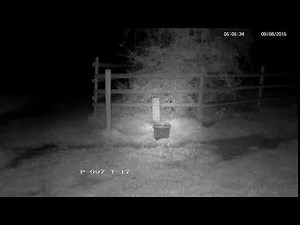 Little Owl calling - with sounds