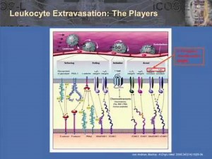 Targeting T Cells in Autoimmune Diseases