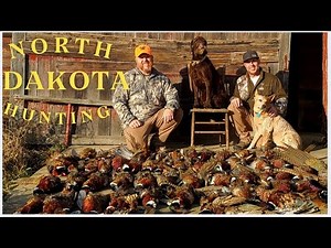 2023 WILD Pheasants hunting! Public and Private land 7 day FULL limit