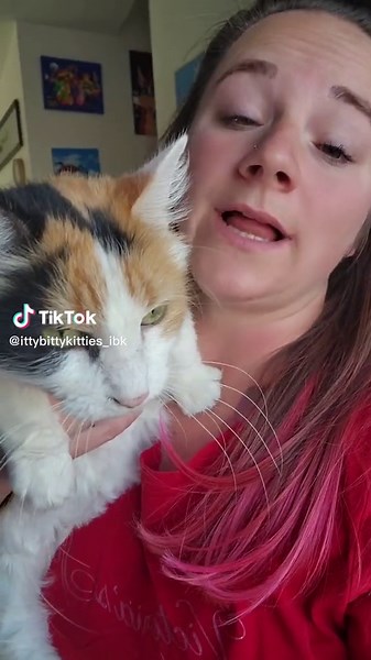 Munchkin Cats: Breeding, Adoption, and More | Utah Kittens for Sale