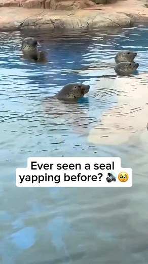 A seal yapping is a quick, repeated vocal sound that can resemble short barks. Seals use this sound to communicate with each other, set boundaries, or show mild annoyance when another seal gets too close. It is one of several natural vocalisations they make. Seals can bark, grunt, growl, snort, and produce softer calls underwater. Each sound helps them express excitement, alertness, discomfort, or social signals within their group. Credit unknown Please DM us for credit #wildlife #wildanimals #a