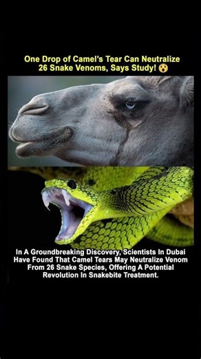 One Drop of Camel’s Tear Can Neutralize 26 Snake Venoms | Amazing Scientific Discovery Nature Facts