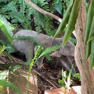 80K views · 60 reactions | It's koala breeding season  You can help keep our furry friends safe!  Slow down on our roads during dusk and dawn.  Create a koala-friendly fence and contain your dog at night.  Call Wildcare Australia on 07 5527 2444 if you spot a sick or injured koala. Head over to our website for more information. | City of Gold Coast | Facebook