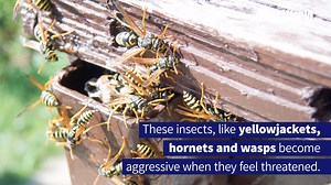 7.3K views · 12 reactions | Stinging insects send more than 500,000 people to the emergency room each year. Watch to learn more about the dangers presented my stinging insects. | PestWorld | Facebook