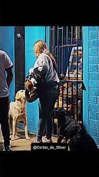 Adote um cachorrinho de rua !!! #animaisengraçados #pets #cachorrosdivertidos