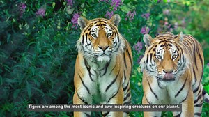 10 Key Behavioral Differences Among Tiger Subspecies