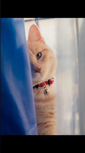 Unlocking the Secrets of Cat Communication: 100+ Sounds Explained!