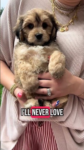 Adorable Cavachon Puppy is the Apple of My Eye 🐶😍 #Cavachon #PuppyLove