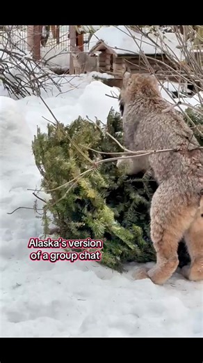 Communication, cat-style 🐱 Did you know that wild cats scent mark on bushes to communicate to others in the area? It’s a cat calling card 📸 Zookeeper Inge. #fyp #zootok #alaskazoo #lynx #wildliferescue