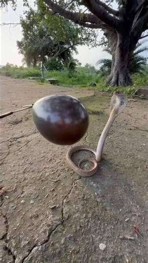 Unbelievable Snake Moment Snake vs Balloon | You Won’t Believe This! #shorts #snakes
