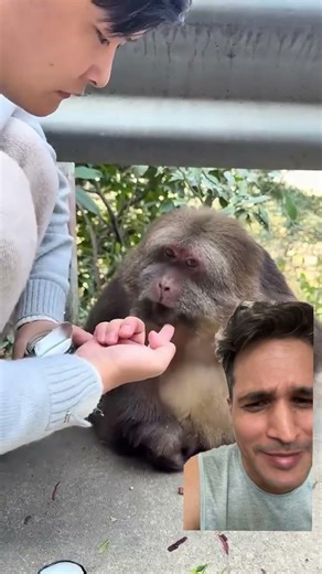 Not Good For Monkeys #monkey #monkeyvideo #monkeybehavior #monkeys #monkeylove #monkeybaby #viral