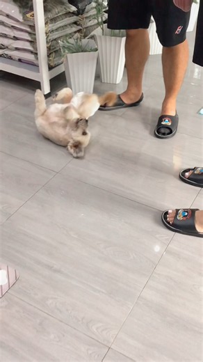 Cute Lhasa Apso happy to see parents🤍🐶🐾 #dogs #pets #animals