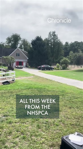 A look behind the scenes as we host the show all this week from the New Hampshire SPCA! #animalshelter #adopt #shelteranimals #pets #wmur #newhampshire #nh | NH Chronicle