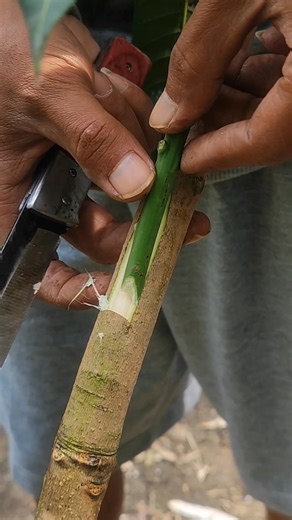 35K views · 383 reactions | Grafting fruit tree seedling #fblifestyle | GraftingPlants | Facebook