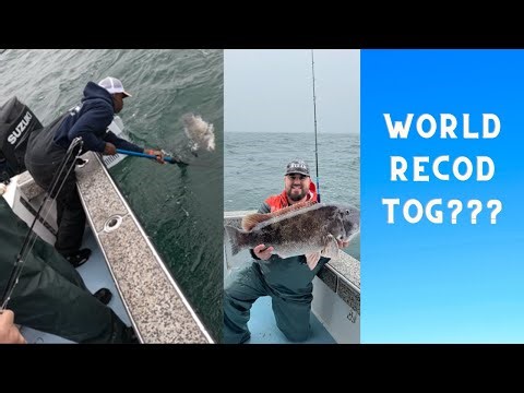 Pending IGFA World Record (Catch & Release) Blackfish!