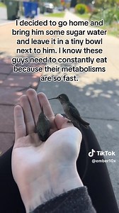 83K views · 2.8K reactions | Watch this mom & baby hummingbird reunion story 殺殺 video by @ember10x | I Love Hummingbirds | Facebook