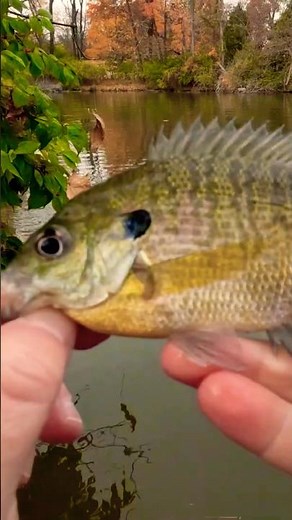 GORGEOUS Bluegill Catch From A Tennessee Lake 🎣🎣🎣 #Shorts #Fishing