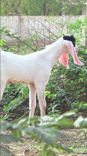 Young Gulabi Goat Bleating in Village | Natural Voice of Goat Kids