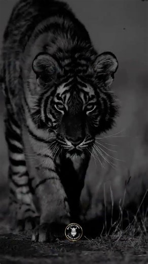 When it feels like your failing 80 of the time. #Shorts #_warrior_mindsets