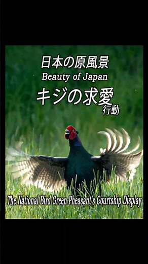 【日本の美】国鳥キジが魅せる！The National Bird Green Pheasant's Courtship Display !#キジ #Pheasant #野鳥