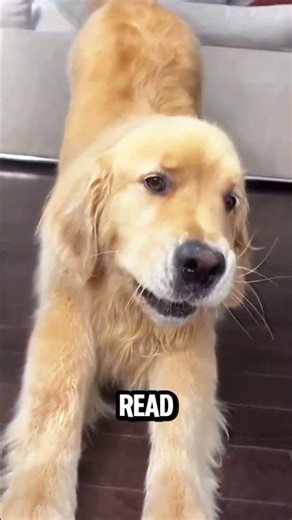 Fun facts about dogs 😄(2/100) #dog #facts #facts #pets #funny #shortsfeed #cute #viral